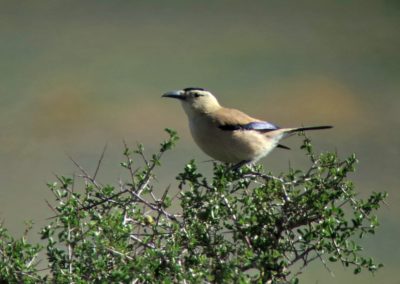Birding tour Mongolia 2015 | Henderson\'s ground jay or Mongolian ground jay