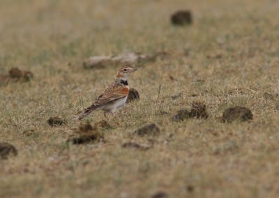 Birding tour Mongolia | Mongolian Lark