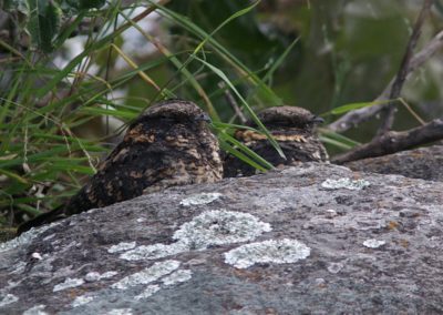 Birding tour Ethiopia 2015