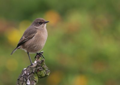 Moorland Chat (Pinarochroa sordida)| Birding tour Ethiopia 2014