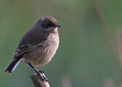 Moorland Chat (Pinarochroa sordida)| Birding tour Ethiopia 2014