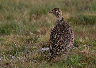 Birding tour Ethiopia 2015