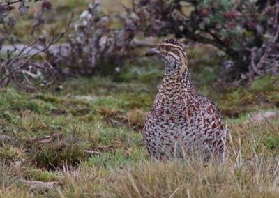 Moorland Francolin (Scleroptila psilolaema)| Birding tour Ethiopia 2014