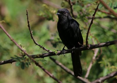 Birding tour Ethiopia 2015