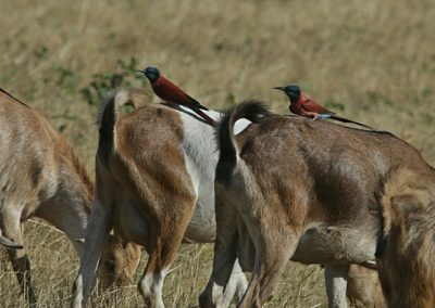Birding tour Ethiopia 2015
