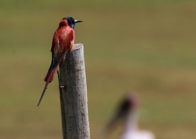 Birding tour Ethiopia 2015