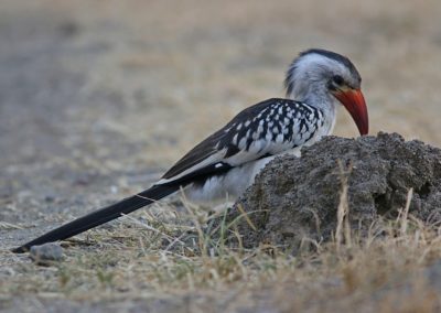 Birding tour Ethiopia 2015
