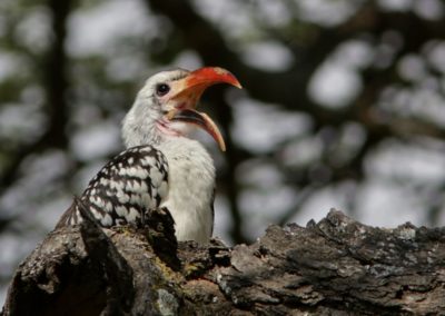 northern red-billed hornbill (Tockus erythrorhynchus)| Birding tour Ethiopia 2014