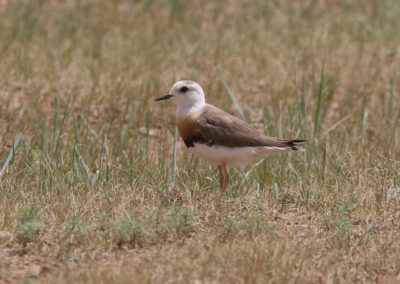 Birding tour Mongolia | Oriental Plover