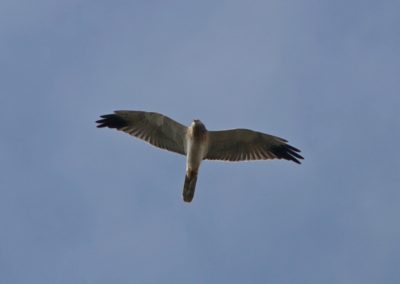 Birding tour Ethiopia 2015