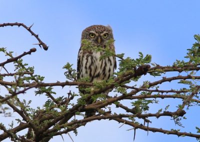 Birding tour Ethiopia 2015