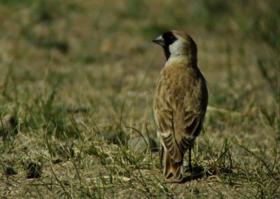 Birding tour Mongolia 2015 | Père David\'s snowfinch