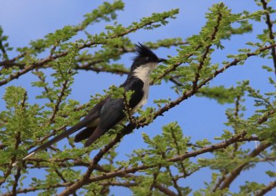 Birding tour Ethiopia 2015