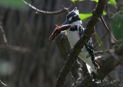 Birding tour Ethiopia 2015