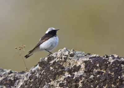 Pied Wheatear (Oenanthe pleschanka) by John Oates | Birding tours Mongolia
