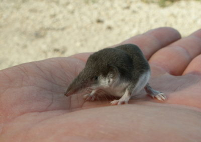 Small mammal holiday Hungary