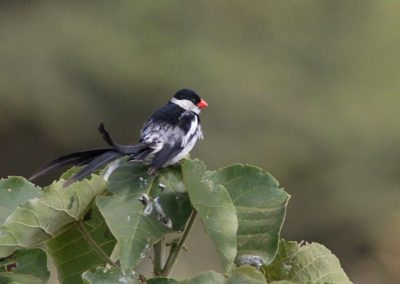 Birding tour Ethiopia 2015