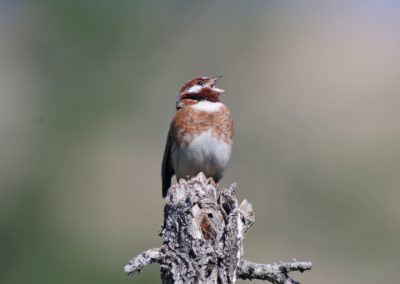 Birding tour Mongolia 2015 | Pine Bunting