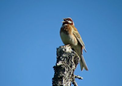 Birding tour Mongolia 2015 | Pine Bunting