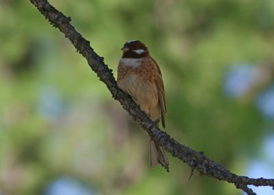Birding tour Mongolia | Pine Bunting