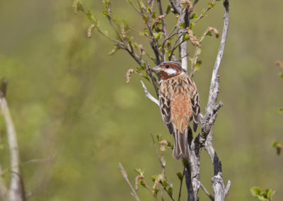 Pine Bunting (Emberiza leucocephalos) by John Oates | Birding tours Mongolia