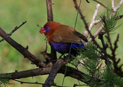 Birding tour Ethiopia 2015