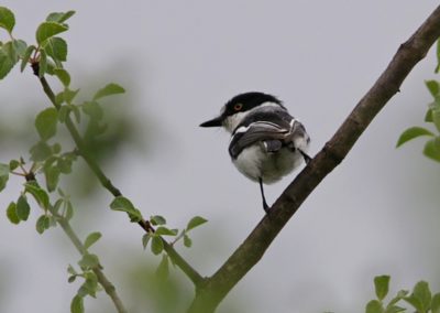 Birding tour Ethiopia 2015