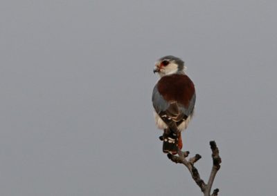 Birding tour Ethiopia 2015