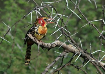 Birding tour Ethiopia 2015