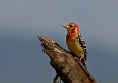 Red-and-yellow Barbet Trachyphonus erythrocephalus| Birding tour Ethiopia 2014
