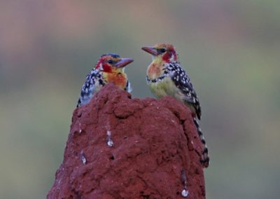 Two Red-and-yellow Barbets Trachyphonus erythrocephalus| Birding tour Ethiopia 2014