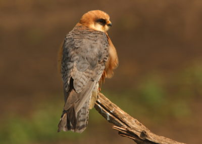 Birding tour in Hungary | Red-footed Falcon female