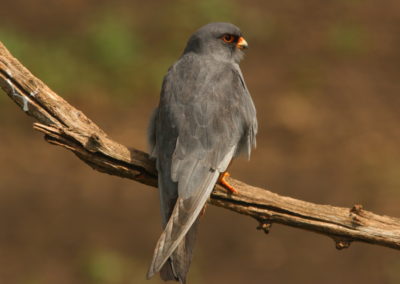 Birding tour in Hungary | Red-footed Falcon mail