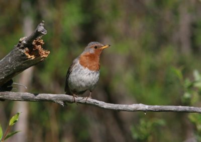 Birding tour Mongolia | Red-throated Thrush