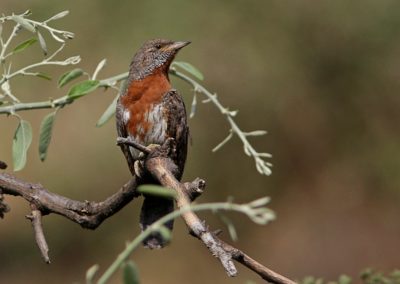Birding tour Ethiopia 2015