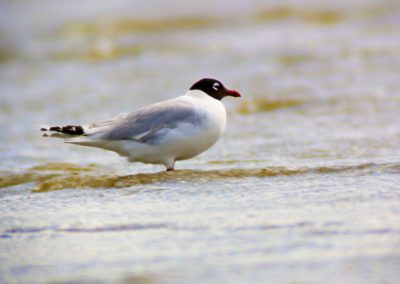 Birding tour Mongolia 2015 | Relict Gull or Central Asian Gull