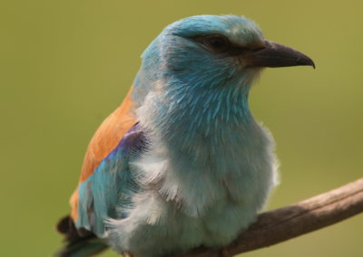 Birding tour in Hungary | Roller