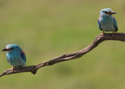 Birding tour in Hungary | Rollers