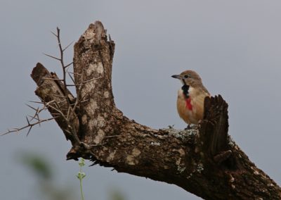 Birding tour Ethiopia 2015