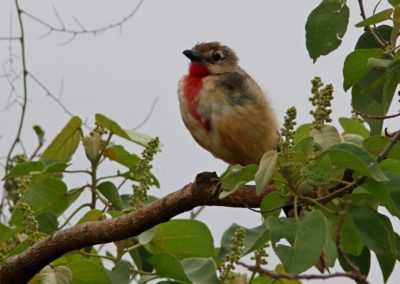 Birding tour Ethiopia 2015