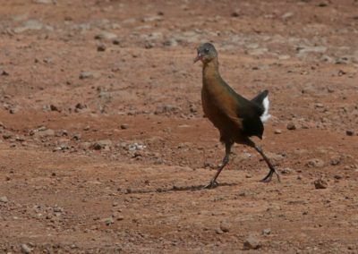 Birding tour Ethiopia 2015