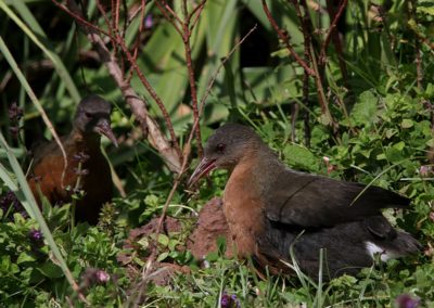 Birding tour Ethiopia 2015
