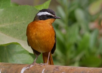 Rüppell\'s Robin-Chat (Cossypha semirufa)| Birding tour Ethiopia 2014