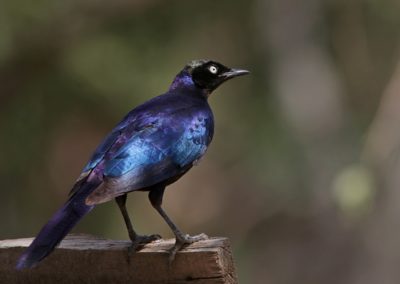 Birding tour Ethiopia 2015