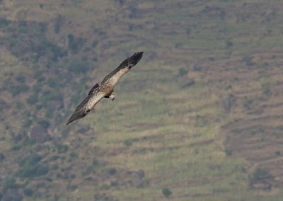 Birding tour Ethiopia 2015