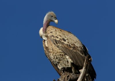 Birding tour Ethiopia 2015