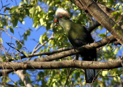 Birding tour Ethiopia 2015