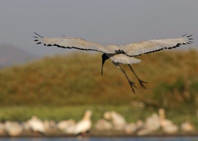 Birding tour Ethiopia 2015