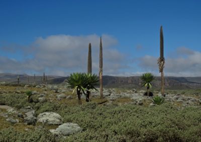 Sanetti Plateau| Birding tour Ethiopia 2014