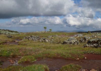 Sanetti Plateau| Birding tour Ethiopia 2014